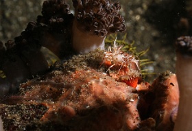 Komodo 2016 -  Spiny tiger shrimp - Crevette trigre epineuse - Phyllognathia ceratophthalmus - IMG_6614_rc